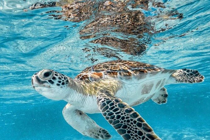 Bali Blue Lagoon Snorkeling with optional Tours and Activity - Final Thoughts: Who Will Love This Tour?