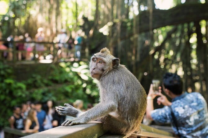 Bali Full-Day The Gate of Heaven Tour by VW Safari Classic Car - Final Thoughts