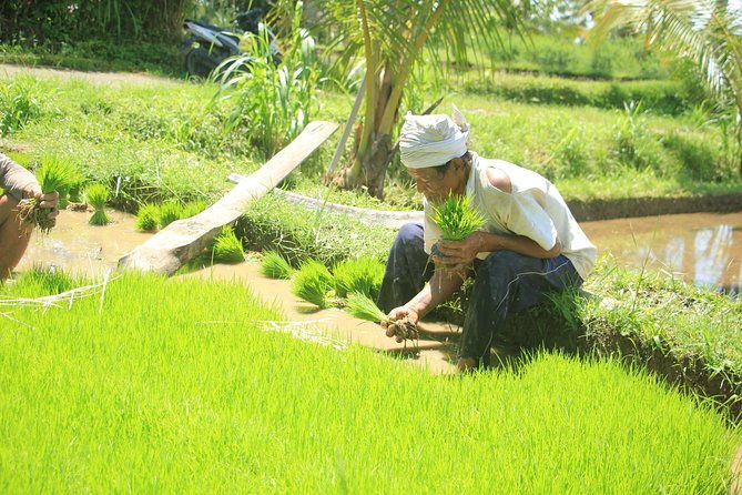 Bali Quad and Buggy Discovery Tour, Including Round-Trip Transfer - The Value of This Adventure