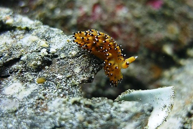 Bali Scuba Diving trip at Tulamben for Certified Diver - The Marine Environment and Underwater Highlights