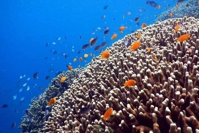 Bali Snorkeling at Blue Lagoon include private transport - Deep Dive into the Snorkeling Spots