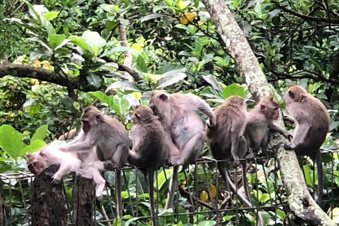 Bali Ubud Tour - FAQ