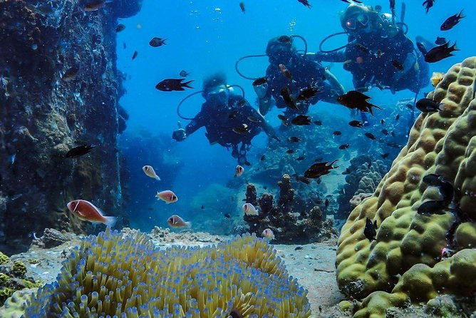Basic Diver ( One Day Experience) - Deep Dive into the Experience