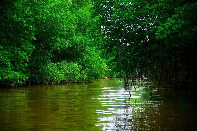 Bentota River Safari By BTM (Mangrove & Wildlife Encounter) - The Reviews Speak Volumes