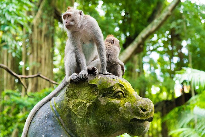 Best of Ubud Attractions: Private All-Inclusive Tour - Who Should Consider This Tour?