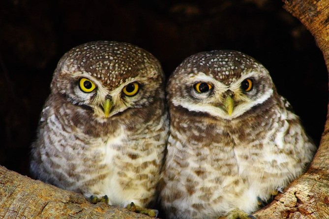 Bharatpur Bird watching & Wildlife from Delhi - Frequently Asked Questions