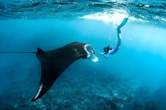 Blue Lagoon Snorkeling with Lunch and Private Transport - In The Sum Up