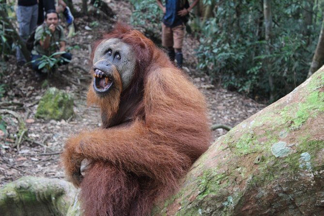 Bukit Lawang Full Day Jungle Trek - Who Should Consider This Tour?