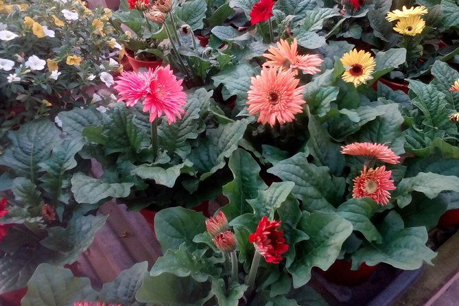 Cameron Highlands, Garden of Nature Full Day Private Guided Tour - Frequently Asked Questions