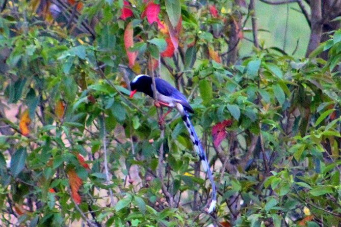 Changunarayan Hill to Telkot Hike Near Kathmandu Day Tour - Final Thoughts