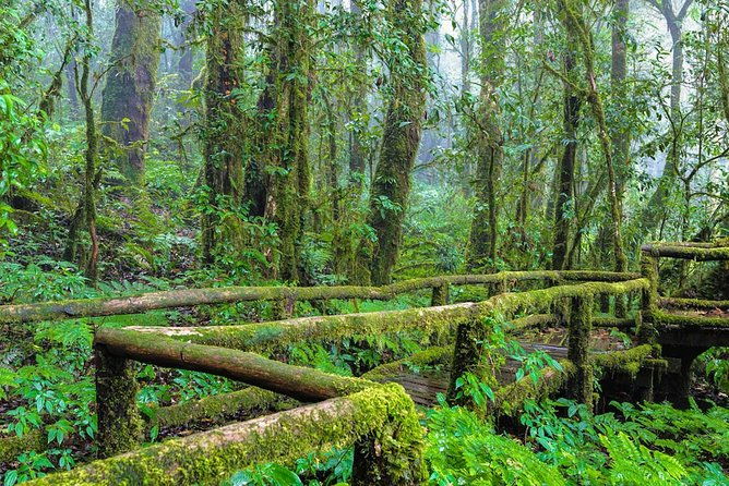 Chiang Mai: Doi Inthanon National Park, Waterfall & Royal Project - What Travelers Are Saying