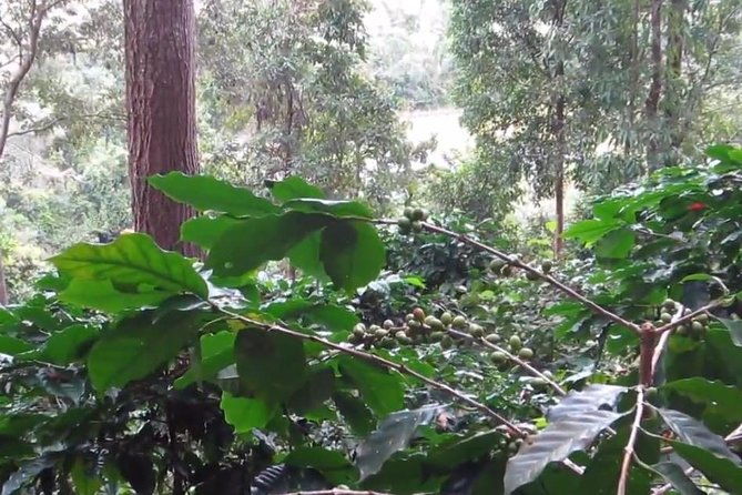 CHIANG MAI: Doi Inthanon-Trekking Pha Dok Seaw-Waterfall-Lunch - The Pros and Cons from Traveler Experiences