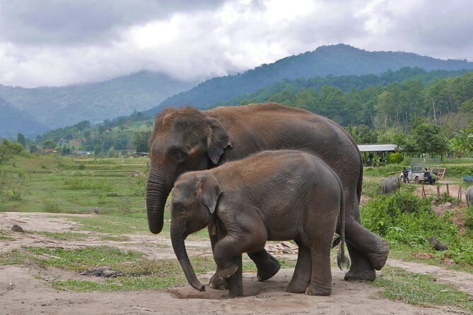 Chiang Mai Half Day Elephant Sanctuary Observation and Waterfall - Final Thought: Is It Worth It?