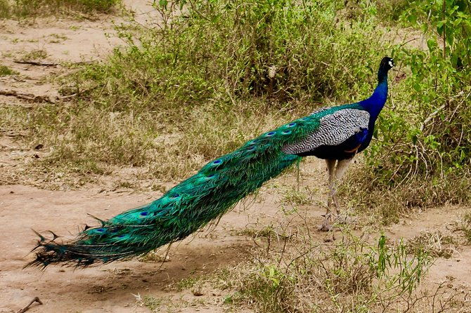 Day Excursion at Udawalawe National Park From Galle - FAQ