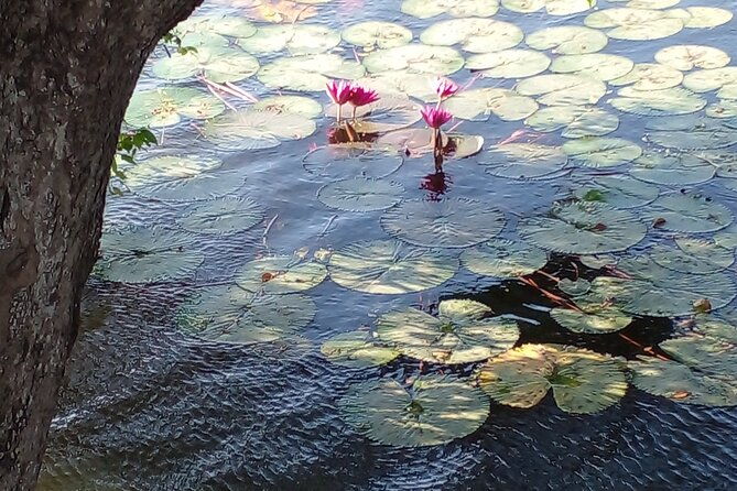 Day Tour to Anawilundawa Wetland Sanctuary - Pricing and Overall Value