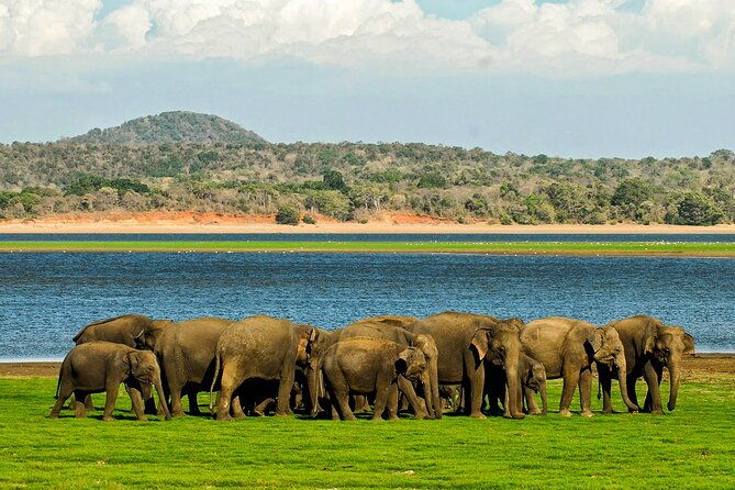 Day tour to Minneriya National Park,Sigiriya & Dambulla from Kandy - Final Thoughts