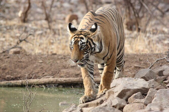Day Trip from Jaipur to Ranthambore Safari - FAQs