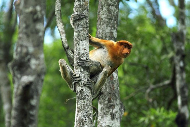 Day Trip Sepilok Orang Utan & Labuk Bay Proboscis Monkey - The Experience: What It Feels Like