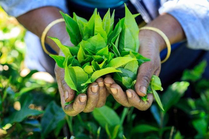 Day Trip to Nuwara Eliya with Kingfisher Tours - Who Would Love This Tour?