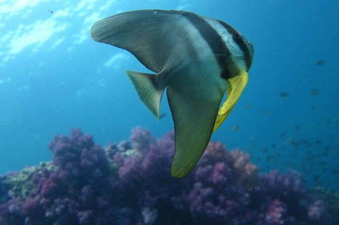 Discover SCUBA Diving - FAQs
