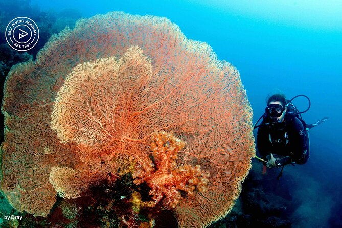 Discover Scuba Diving in Pemuteran at the Biorock site,1 shore dive all included - The Sum Up: Is It Worth It?
