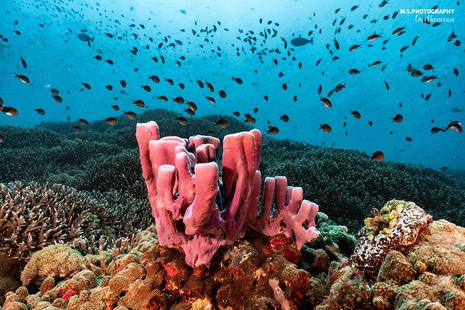 Discover Scuba Diving in Pemuteran - Diving Initiation in Bali (Menjangan Park) - Why You’ll Love It