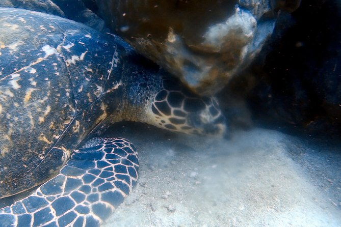 Discover Scuba Diving, try dive for beginners ( Start at Ko Kut) - FAQ  