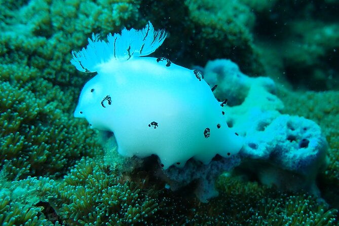 Dive Trip Experience in Koh Tao - FAQ