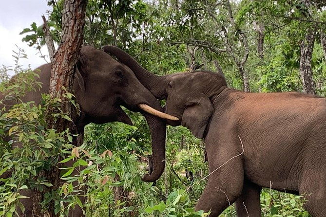 Elephant and Gibbon Encounters - 5days/4nights - Why This Tour Will Appeal to You