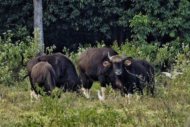 Elephant and Wildlife Watching in Kuiburi National Park - Private Afternoon Tour - Timing and Booking