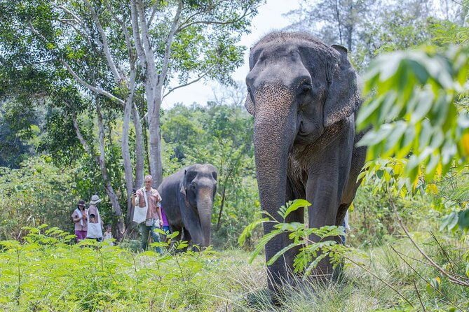 Elephant Sanctuary Small Group Tour in Phuket - Practical Tips for Your Visit