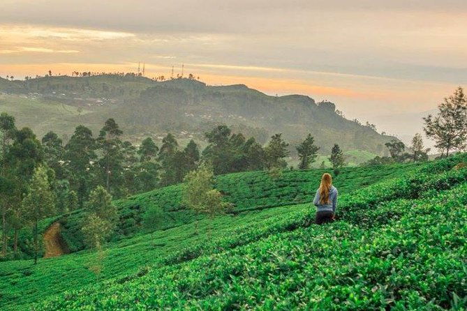 Ella Day Trip from Mirissa, Weligama, Galle, Hikkaduwa - Authentic Experiences and Reviewer Insights