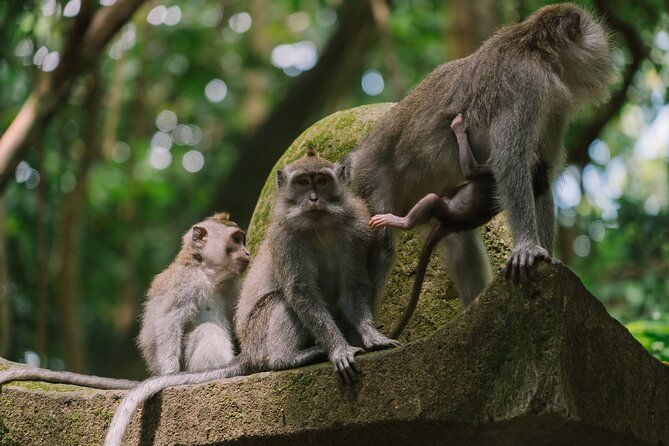 Enchanting Bali Tour with the Best Driver | All Included - FAQs