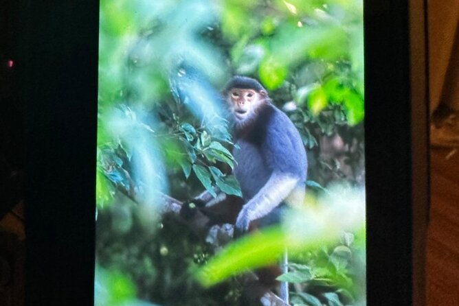 Endangered Monkeys Watching - Red Shanked Douc Langurs - What to Expect During the Tour