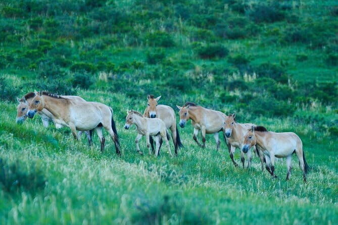 Essence of Mongolia 5 Days - Wildlife Encounters at Hustai National Park