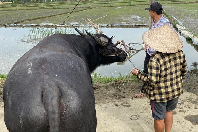 Experience Buffalo Ride and Farmer in Hoi An - FAQ