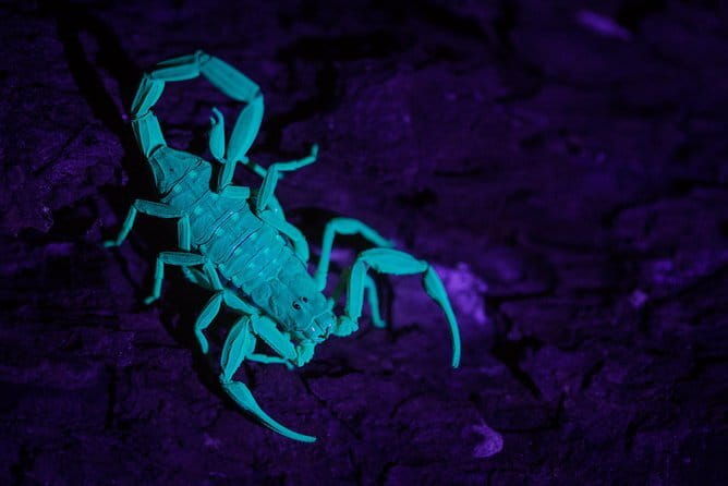 Explore a Rainforest teeming with Wildlife at Night! - Who Will Love This Tour
