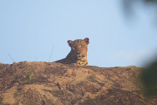 Explore Beauty Of Yala (Ruhuna) National Park From South Coast in One Day. - Practical Tips for Your Yala Safari