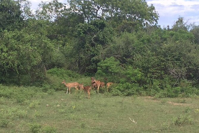Explore The Beauty Of Udawalawe National Park From South Coast During 01 Day - Who Should Book This Tour?  