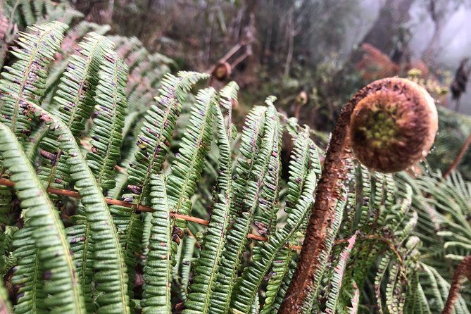 Exploring Fansipan: A 2-Day, 1-Night Trekking Adventure - Who Is This Tour Best For?