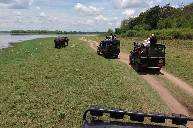 From Colombo: Sigiriya Rock, Dambulla & National park safari - Authentic Tips and Insights from Reviewers