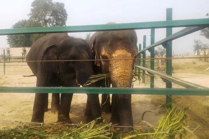 From Delhi: 1-day trip Mathura with Elephant conservation - The Sum Up