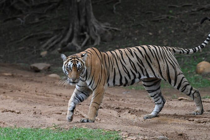 From Delhi: 4 Day Golden Triangle and Tiger Safari Private Tour - FAQs