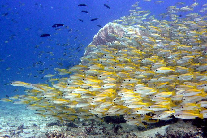 From Phi Phi: Half Day Discover Scuba (2 Dives) - FAQs