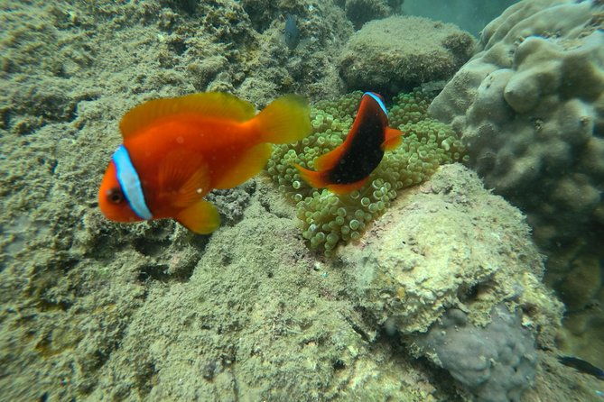 Full-day Cham Islands Cruise from Hoi An with Underwater Walking Excursion - FAQ