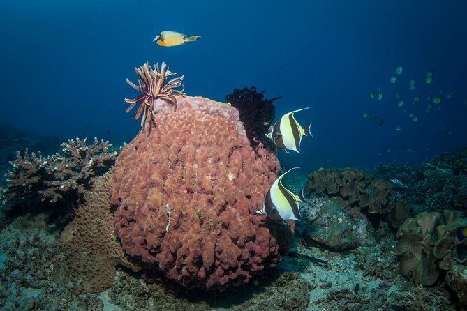 Full-Day Discover Scuba Diving Tour for Beginners in Tulamben - Who Should Consider This Tour?