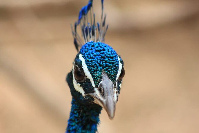 Full day / Half Day WildlifeAdventure in Yala-National-Park - Who Will Love This Experience