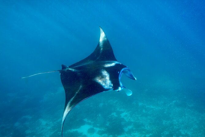 Full Day Land and Sea Tour to Nusa Penida with 4 Snorkeling Spots - Final Thoughts: Who Is This Tour Best For?