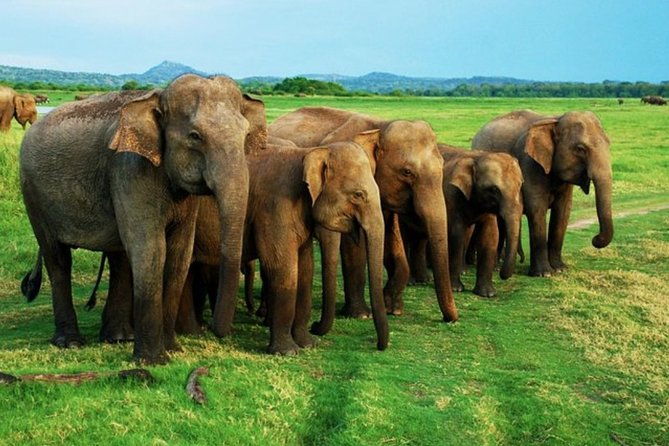 Full-Day Minneriya and Kaudulla National Parks Private Safari - Practical Tips for Travelers