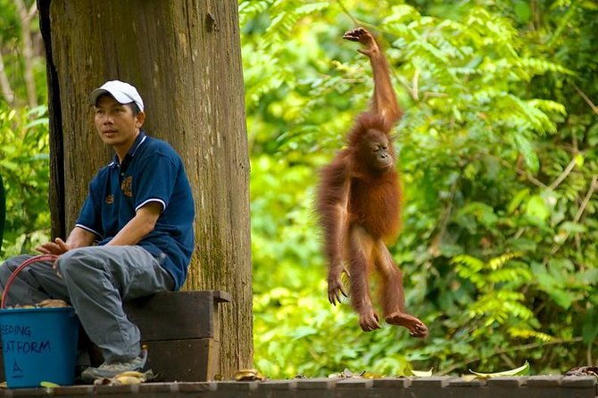 Full-Day Sepilok Orangutan and Proboscis Monkey from Sandakan or Kota Kinabalu - FAQ